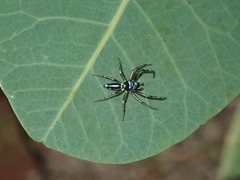 Cosmophasis baehrae