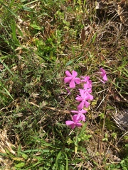 Phlox nivalis