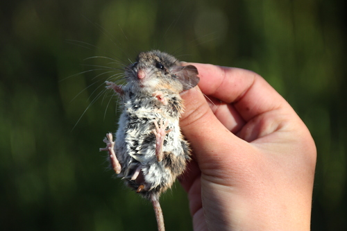 iNaturalist observation photo of North American Deer Mice