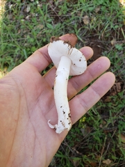 Amanita calyptratoides