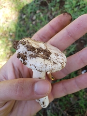 Amanita calyptratoides