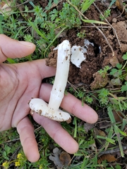 Amanita calyptratoides