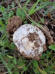 Amanita calyptratoides