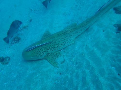 Stegostoma tigrinum