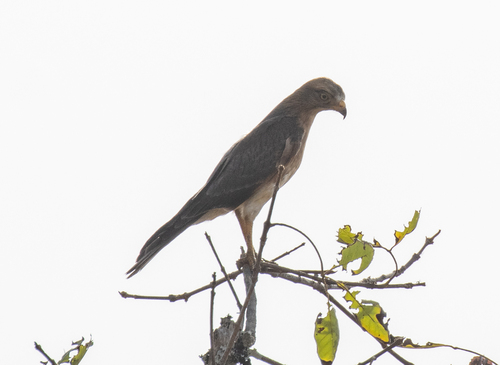 Grasshopper Buzzard (Butastur rufipennis), photo 5