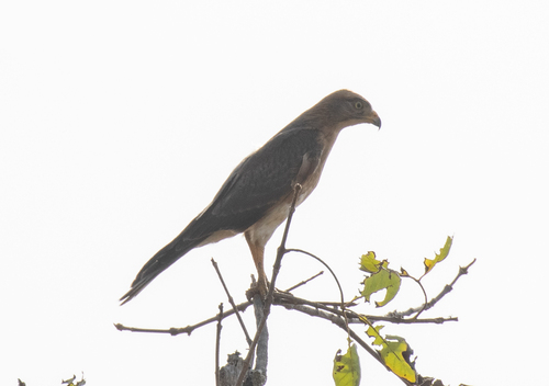 Grasshopper Buzzard (Butastur rufipennis), photo 6