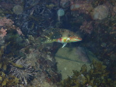 Halichoeres margaritaceus