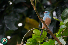 Uraeginthus cyanocephalus