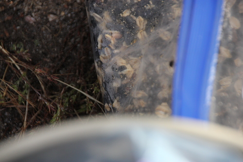iNaturalist observation photo of Western Earwig