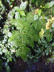 Athyrium ferulaceum