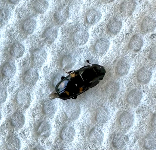Four-spotted Sap Beetle photo 6