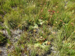Hermas ciliata