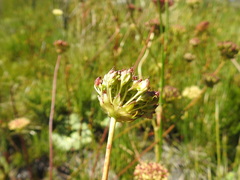 Hermas ciliata