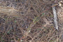 Vaccinium crassifolium