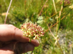 Hermas ciliata