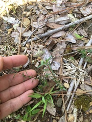 Phlox nivalis