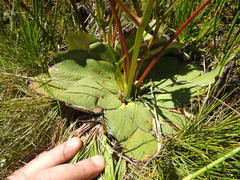 Hermas ciliata