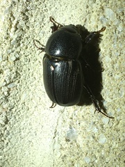 Euetheola