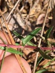Phlox nivalis