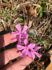 Phlox nivalis