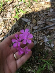 Phlox nivalis