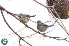 Uraeginthus cyanocephalus