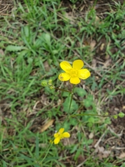 Ranunculus occidentalis occidentalis