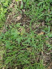 Ranunculus occidentalis occidentalis