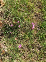 Phlox nivalis