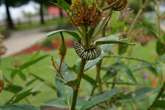 Danaus plexippus