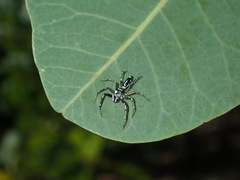 Cosmophasis baehrae