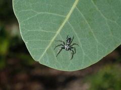Cosmophasis baehrae