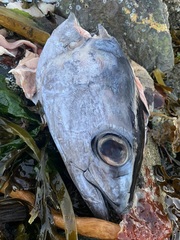 Thunnus alalunga