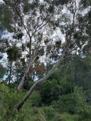 Eucalyptus elata
