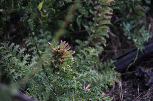 iNaturalist observation photo of Warrior's Plume