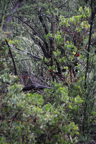 iNaturalist observation photo of bearberries and manzanitas