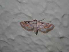 Parapoynx dentizonalis