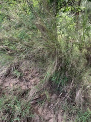 Austrostipa ramosissima