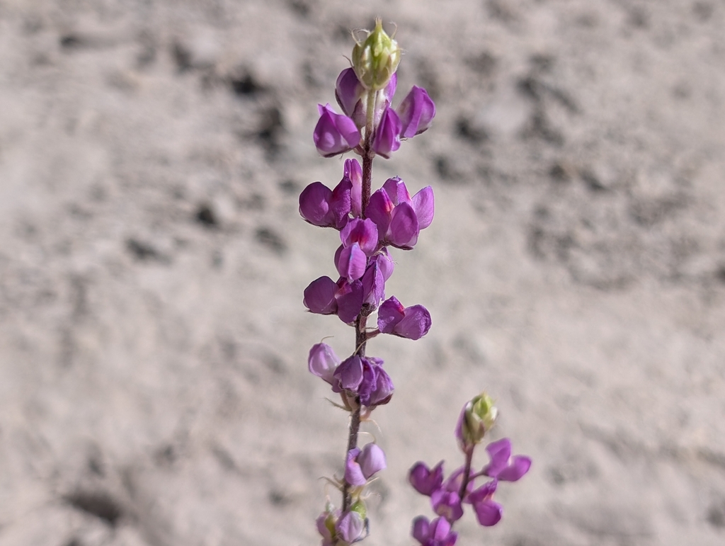 Lupinus arizonicus; photograph (c) Sergey, some rights reserved (CC BY)