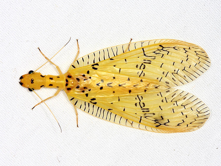 Chloronia mirifica