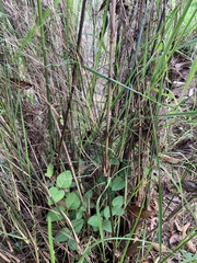 Austrostipa ramosissima