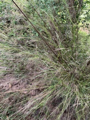 Austrostipa ramosissima
