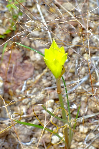 Zephyranthes longifolia, photograph 2