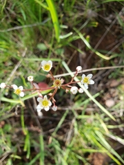 Micranthes californica