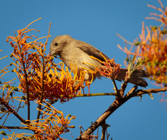 Passeriformes