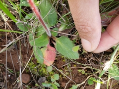 Micranthes californica
