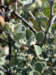 Podalyria hirsuta