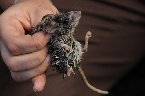 iNaturalist observation photo of North American Deer Mice