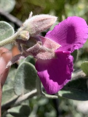 Podalyria hirsuta