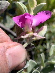 Podalyria hirsuta